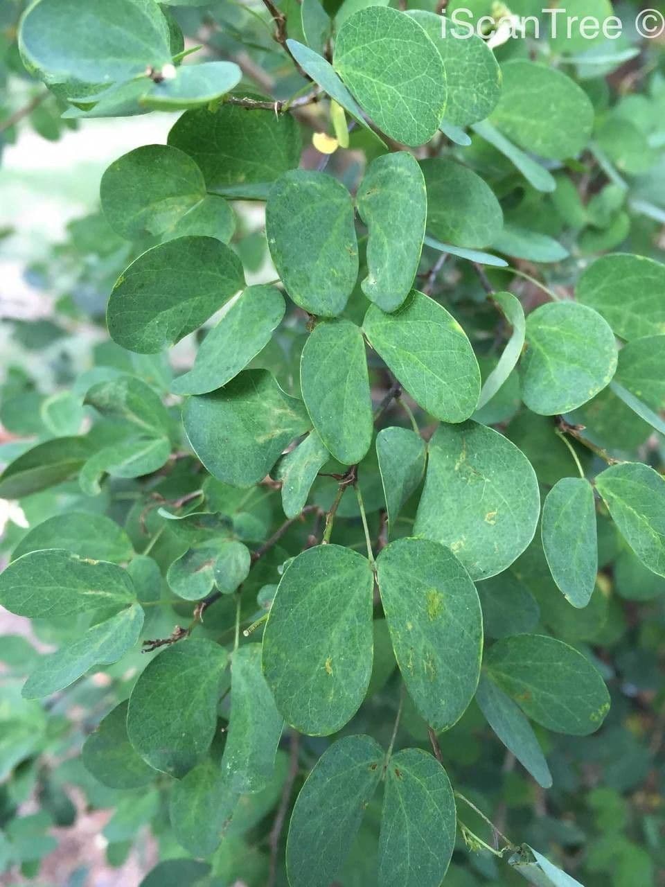 Bauhinia 14