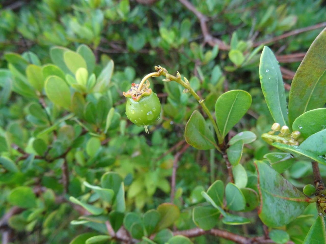 Byrsonima 13