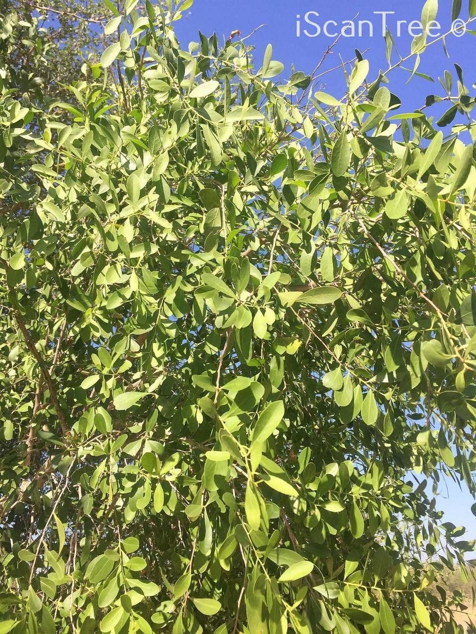Gymnosporia 15