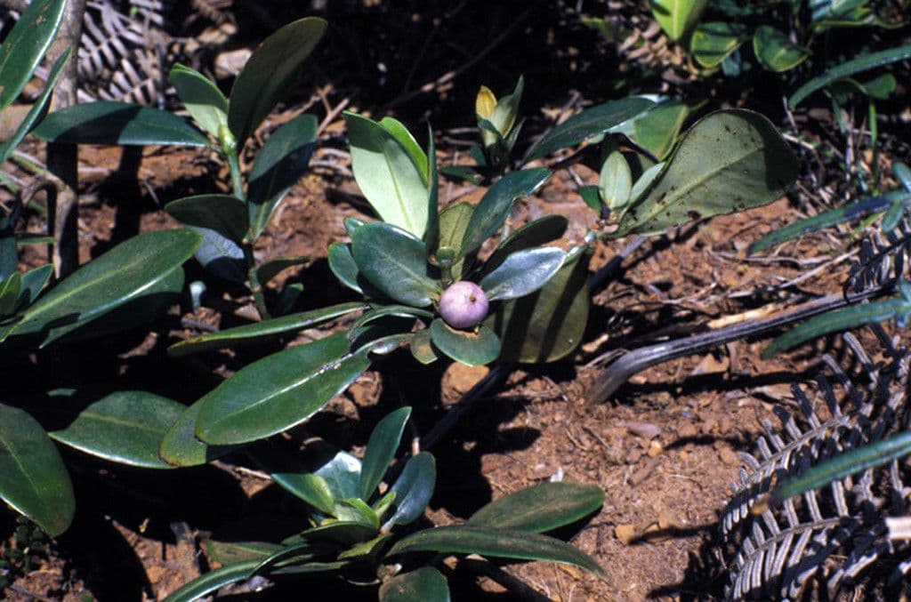 Psychotria 4