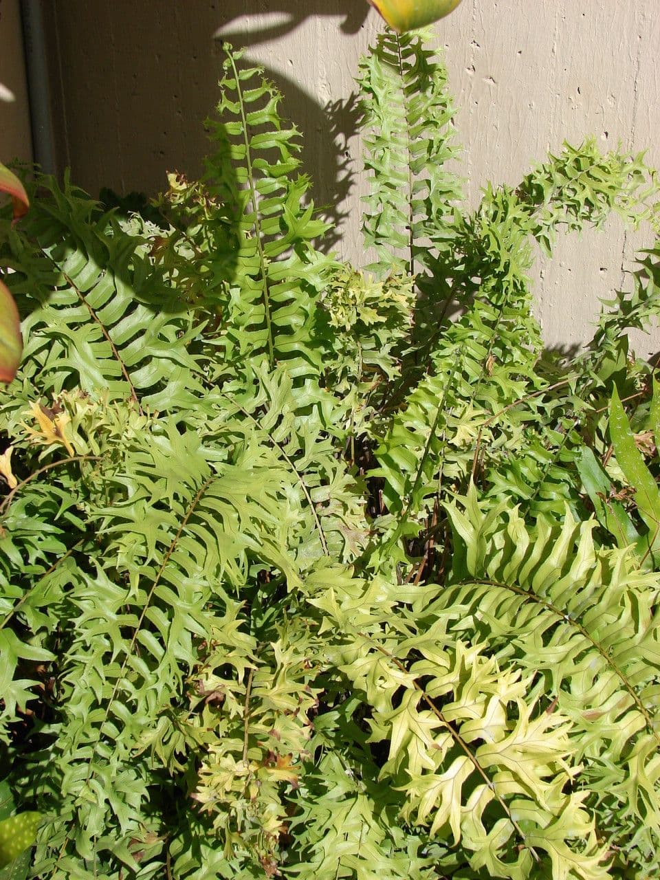 Nephrolepis 4