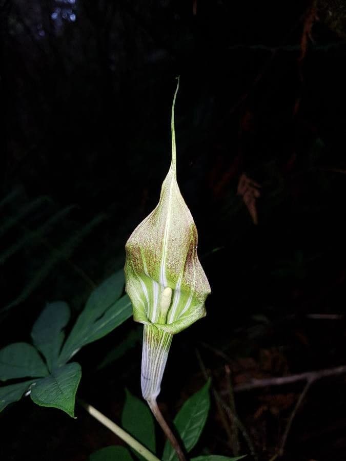 Áron