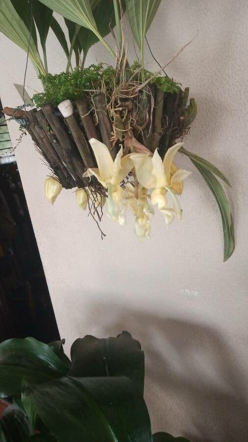 Pholidota 7