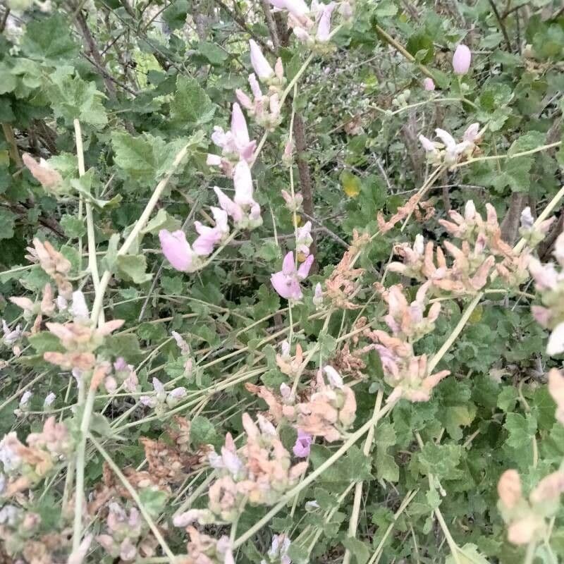 Malacothamnus clementinus 3