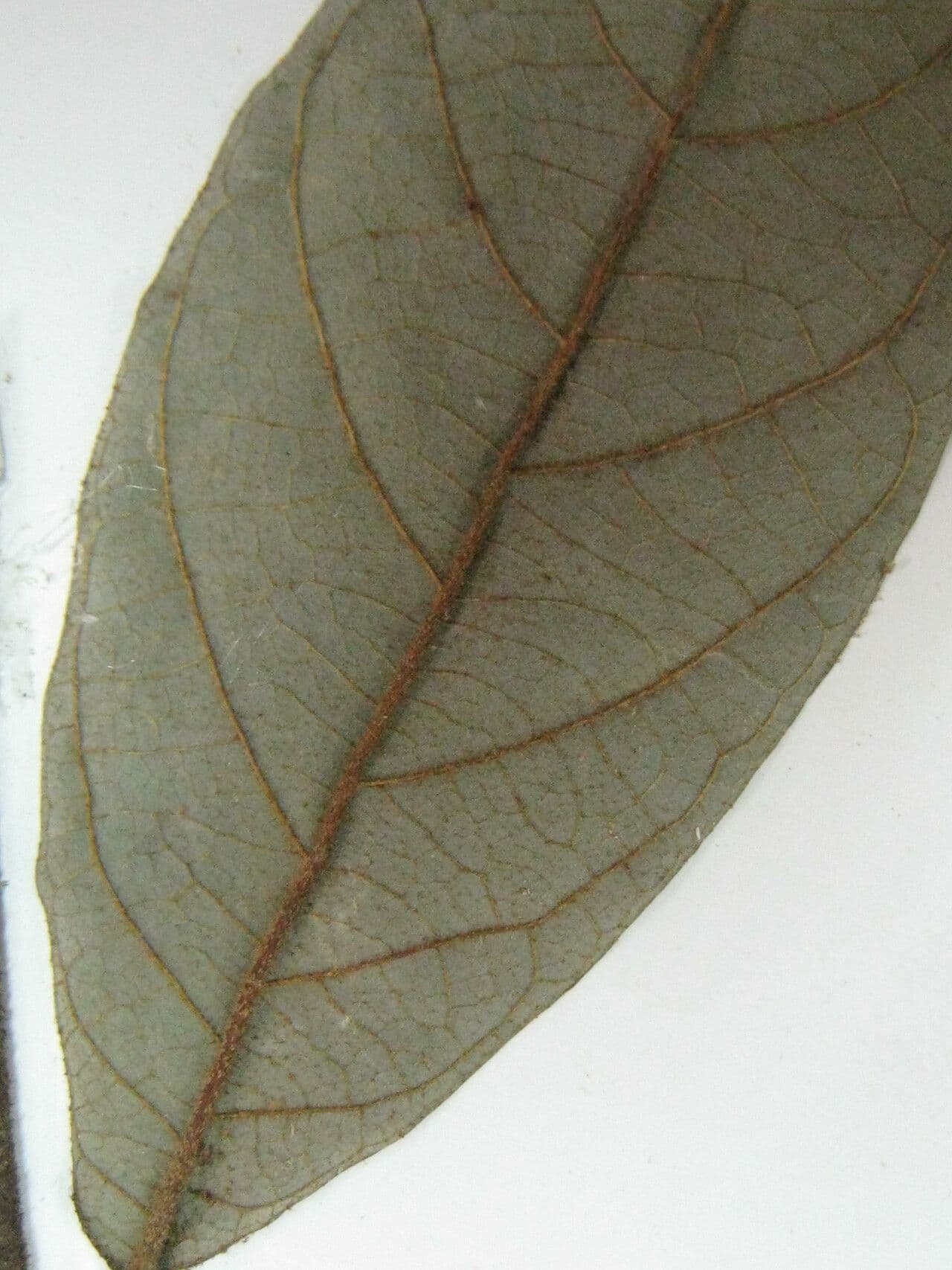 Styrax 4