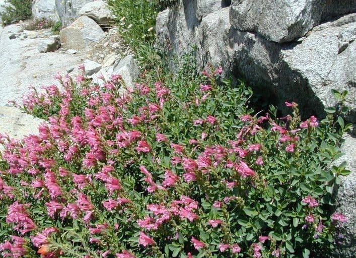Penstemon newberryi 10