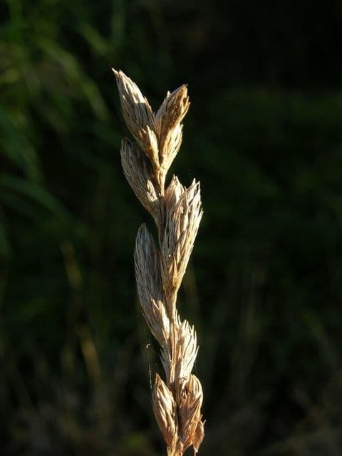 Muskingum-Segge 2