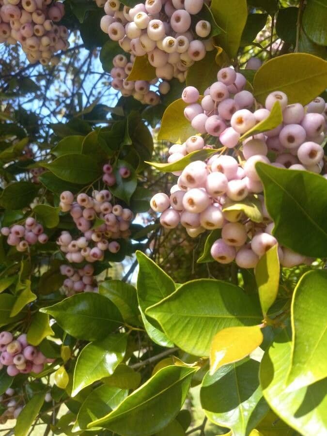 Syzygium 4