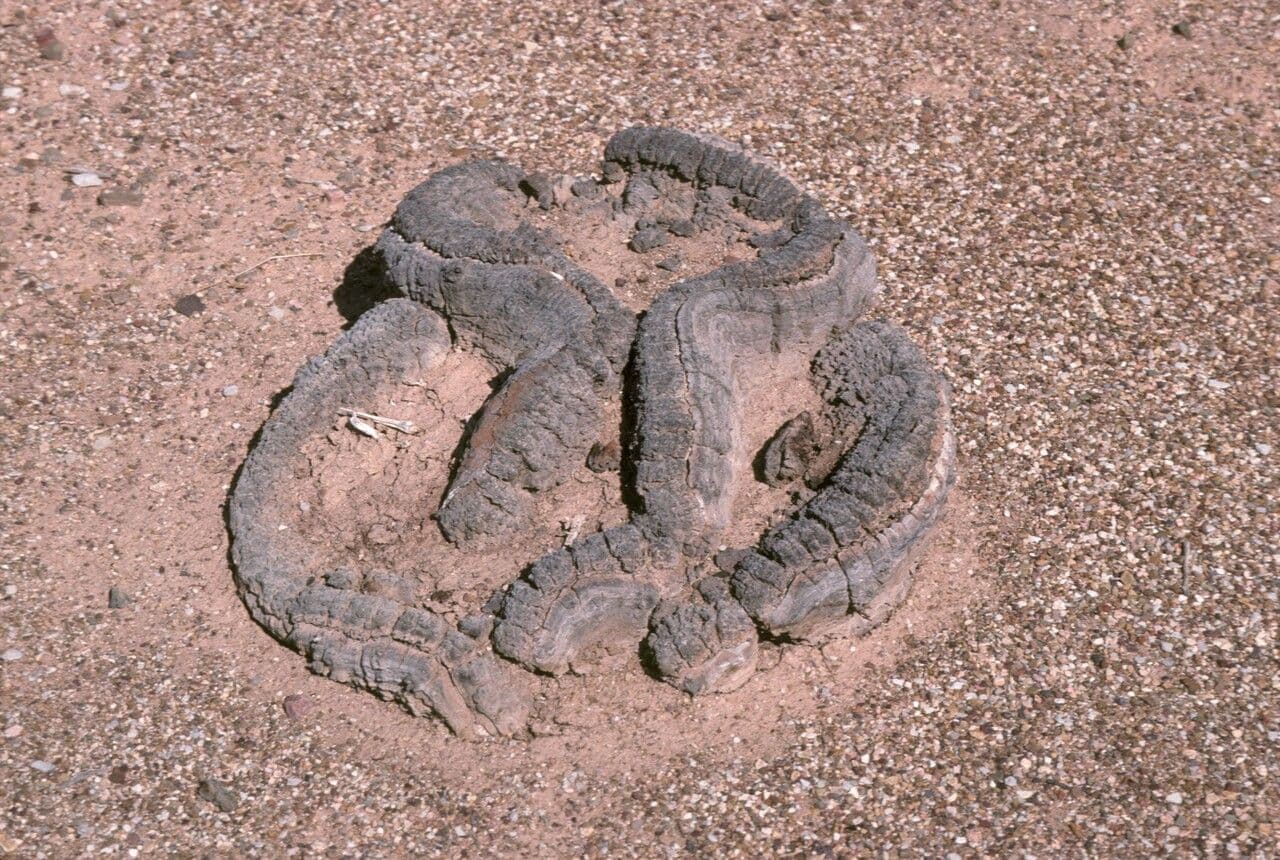 Welwitschia 24
