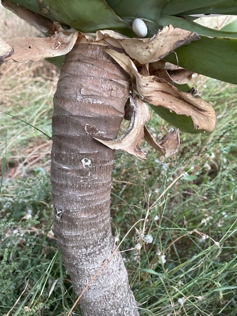 Agave lanuginosa 25