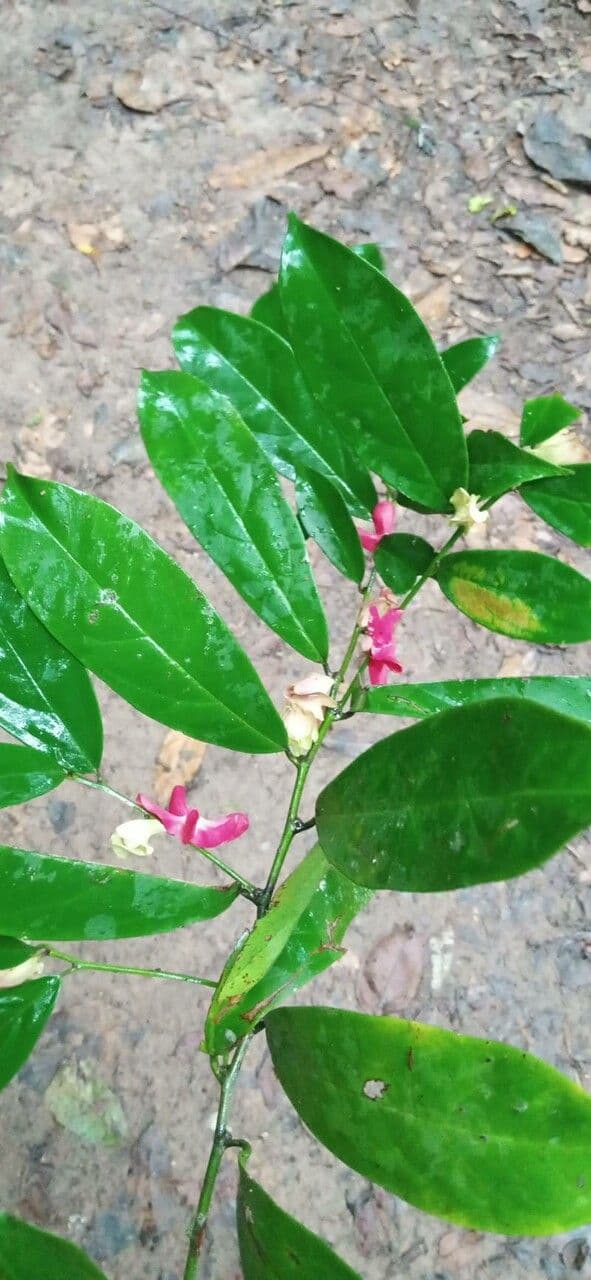 Heisteria parvifolia 5