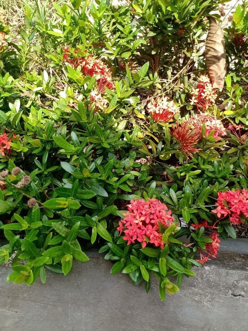 Ixora 24