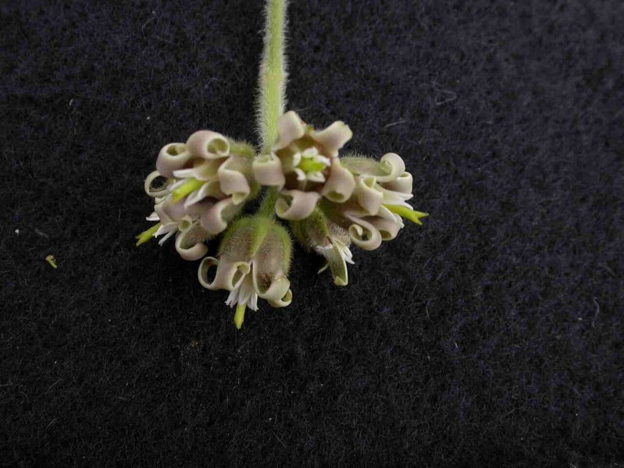 Oxypetalum 2