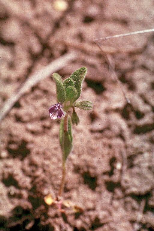Trichostema 2