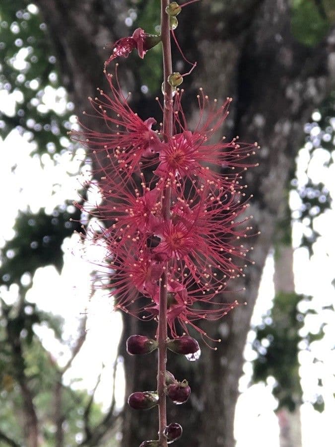 Barringtonia 10
