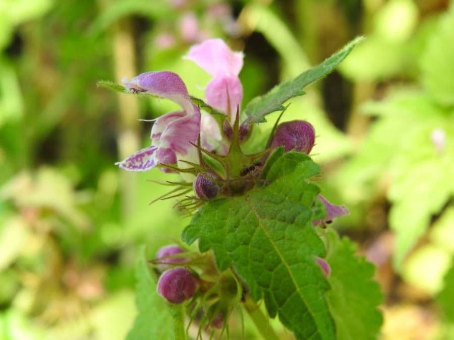 Falsa ortica macchiata 15