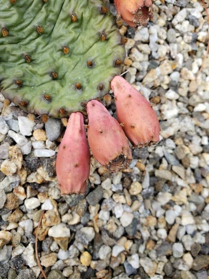 Opuntia basilaris