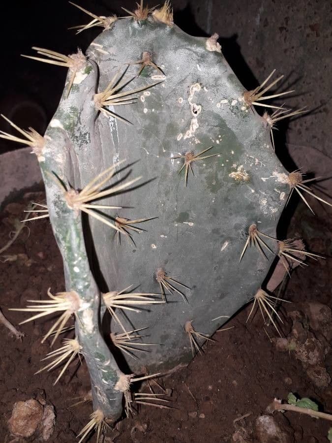 Opuntia a tre spine 21
