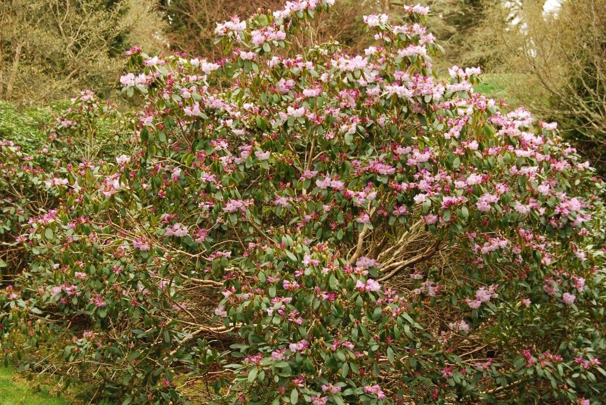 Rododendro 8
