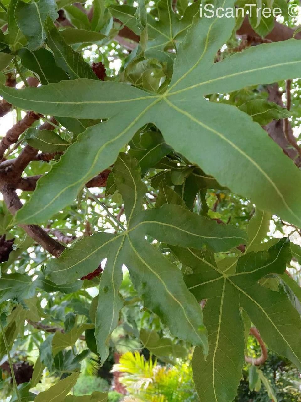 Kandelaberbaum 6