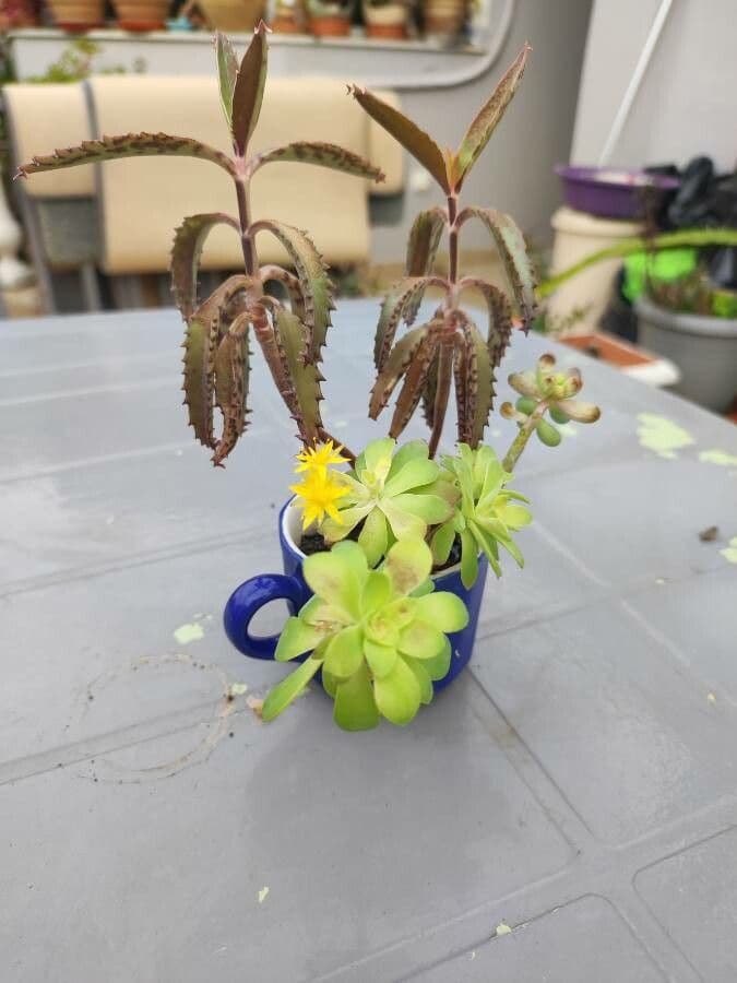 Sedum 24