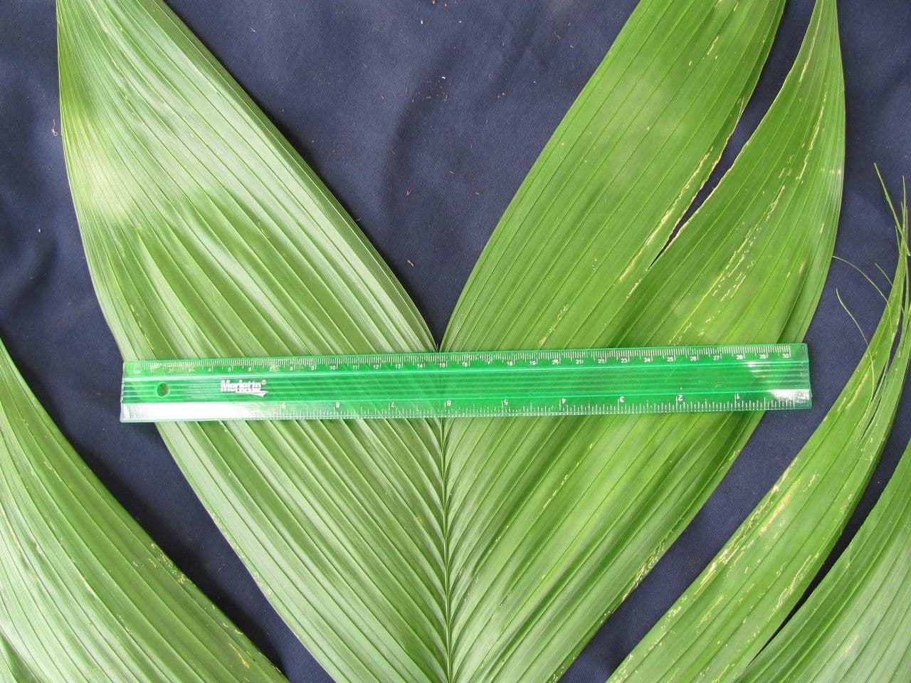 Geonoma interrupta 16