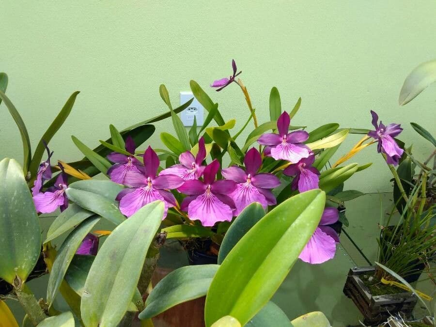 Miltonia 2