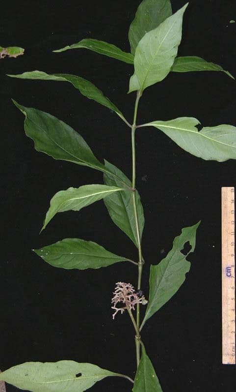 Palicourea hebeclada 13