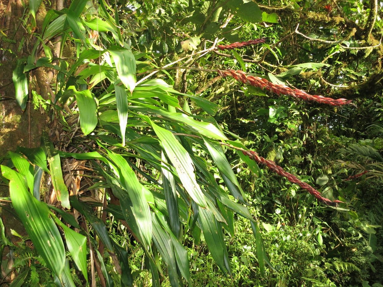 Pitcairnia 9