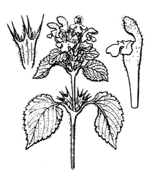 Canapa selvatica pubescente 19