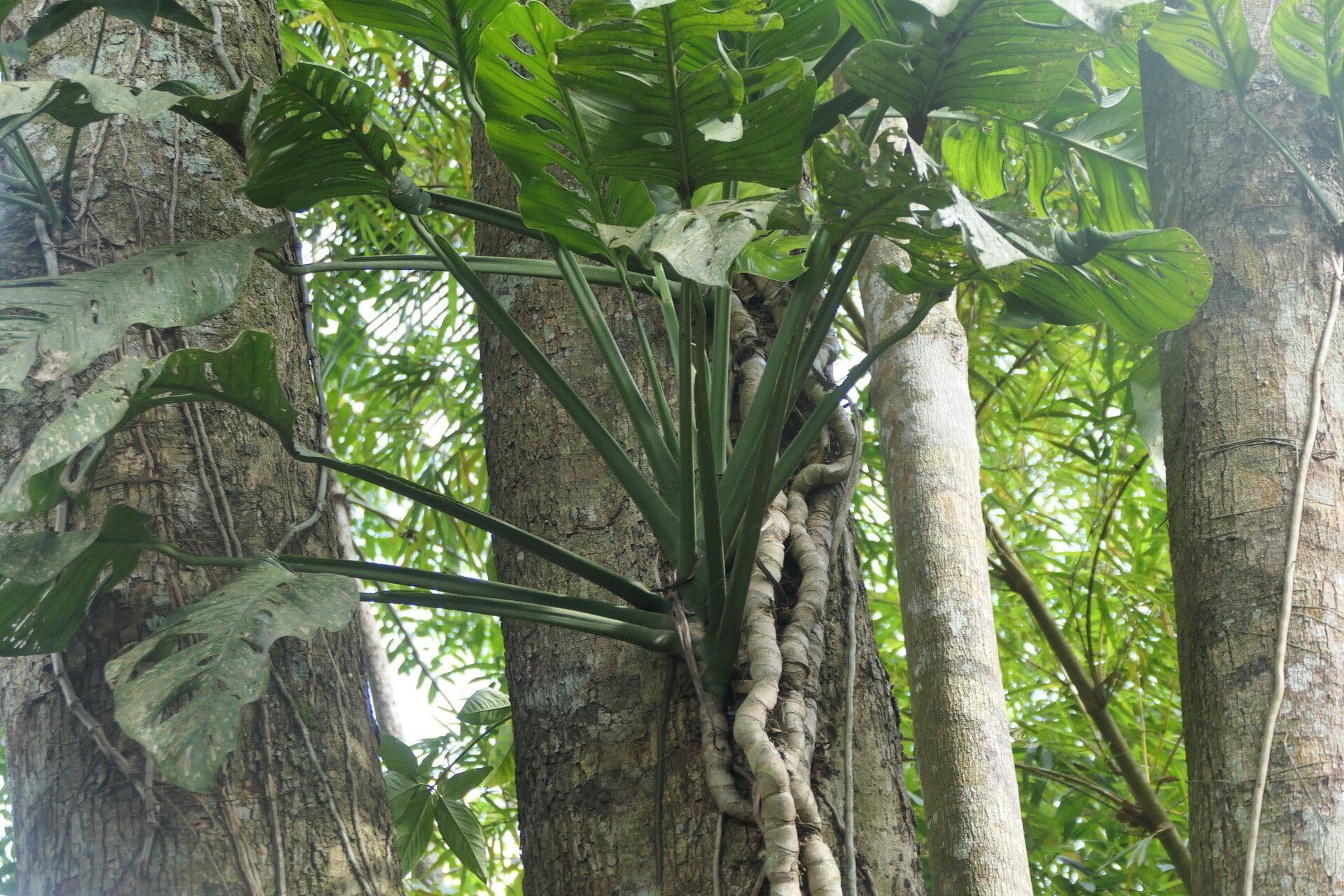 Monstera dubia 2