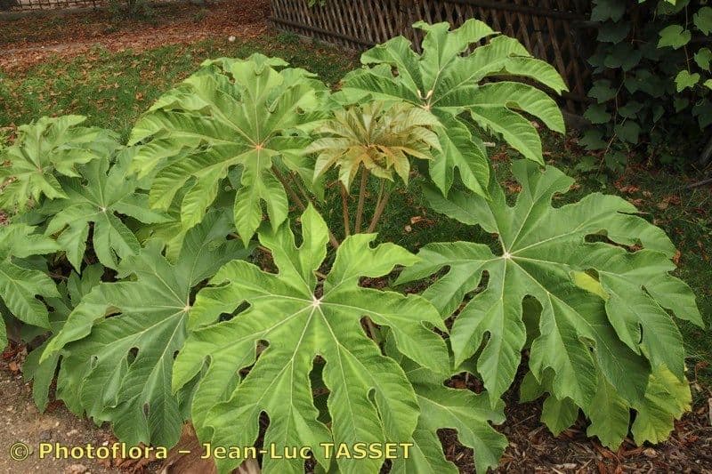 Tetrapanax papyrový 28