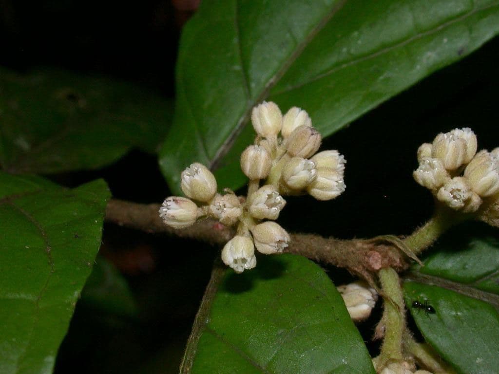 Dichapetalum 16