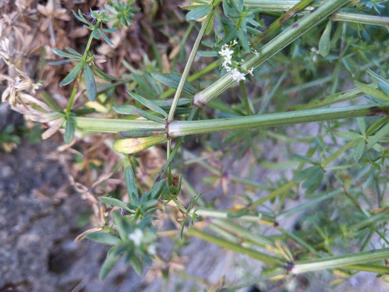 Caglio tirolese 24