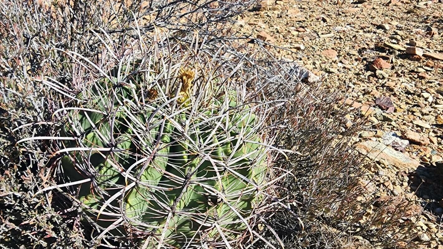 Ferocactus wislizeni 7