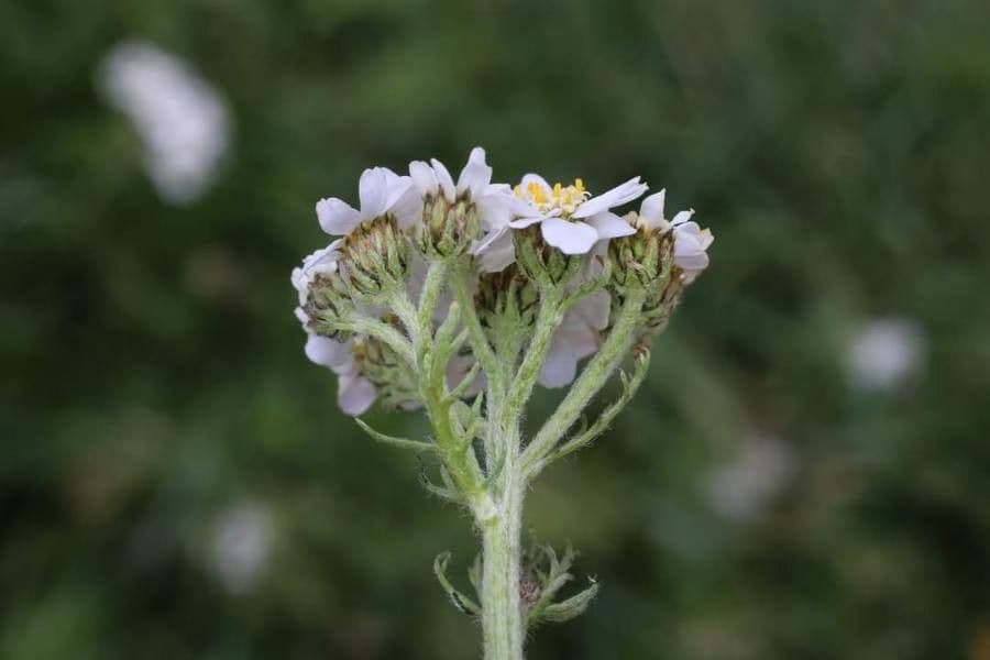 Achillea 3