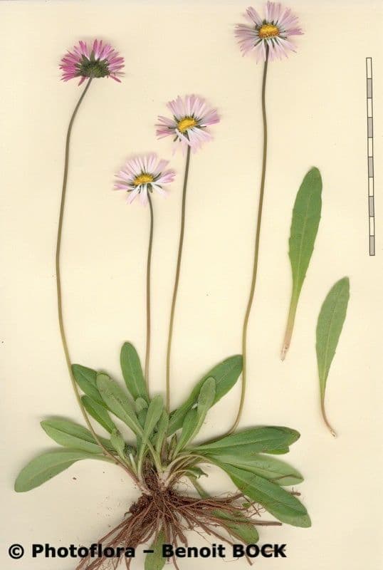 Margherita selvatica 24