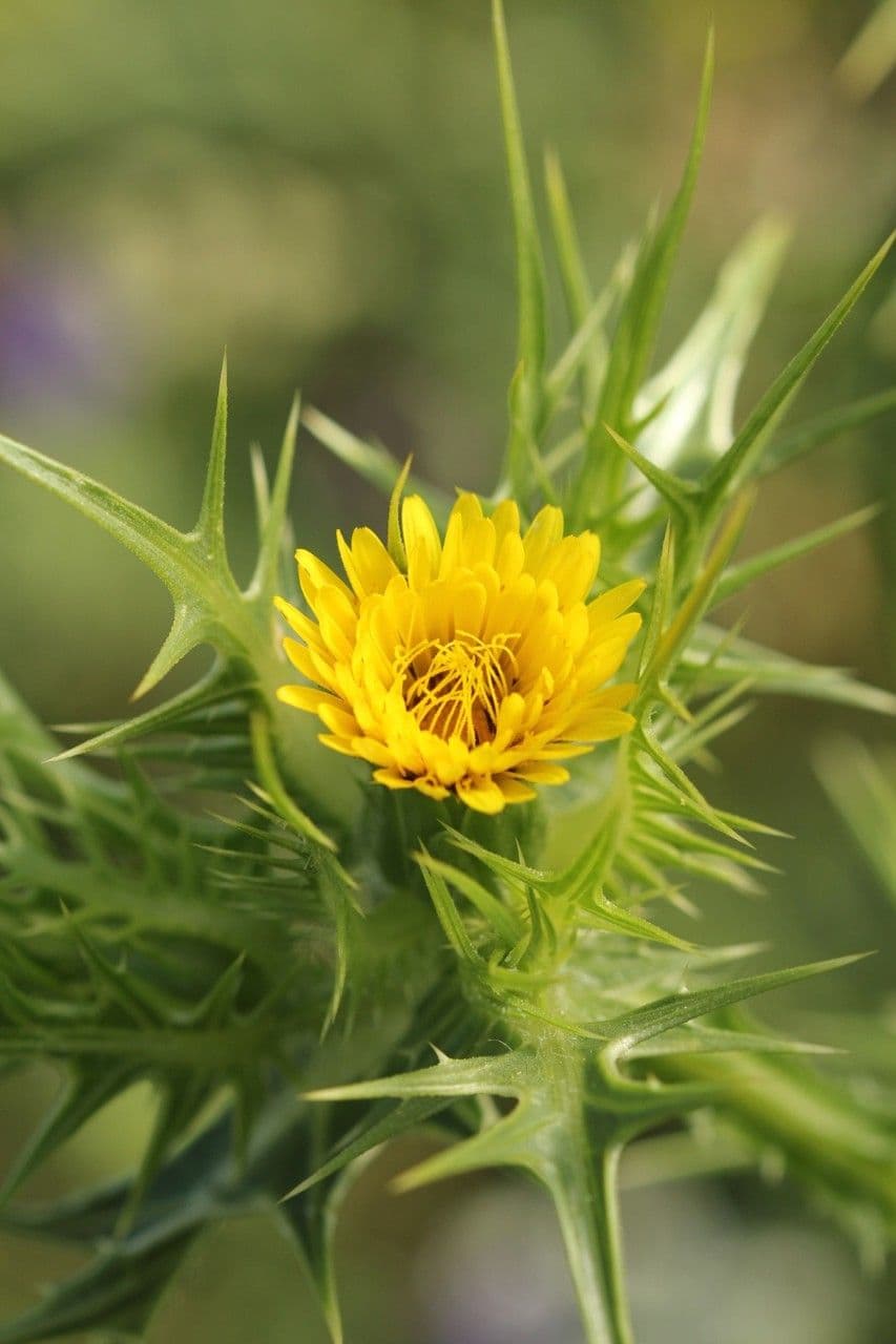 Girasole maculato 9