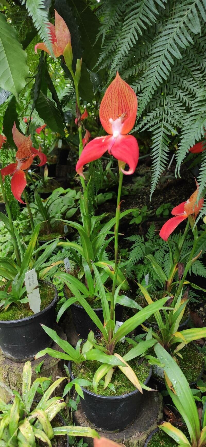 Disa uniflora 6