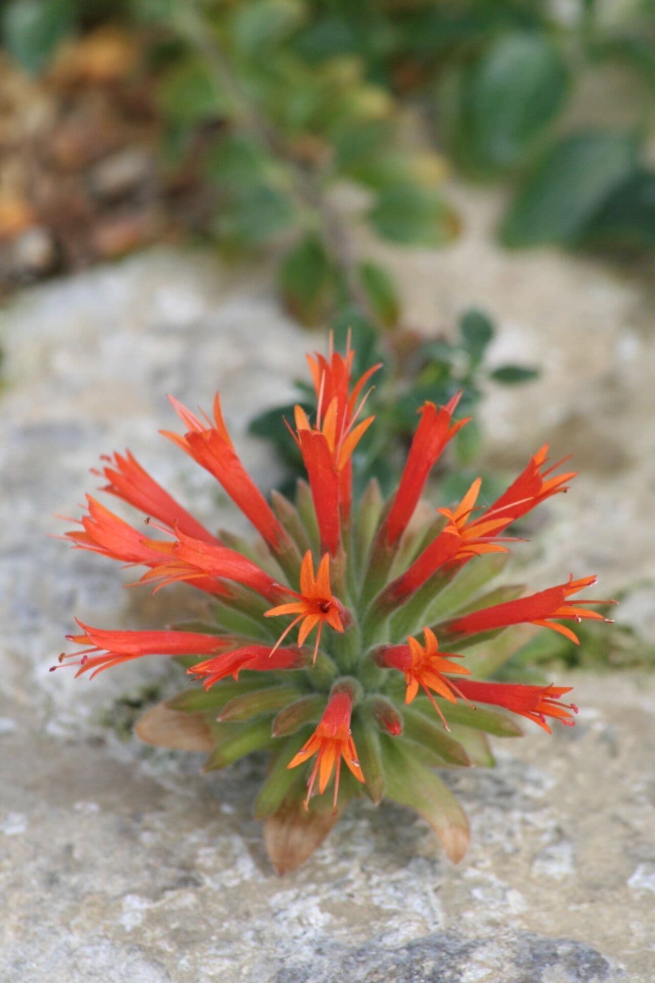 Monardella macrantha