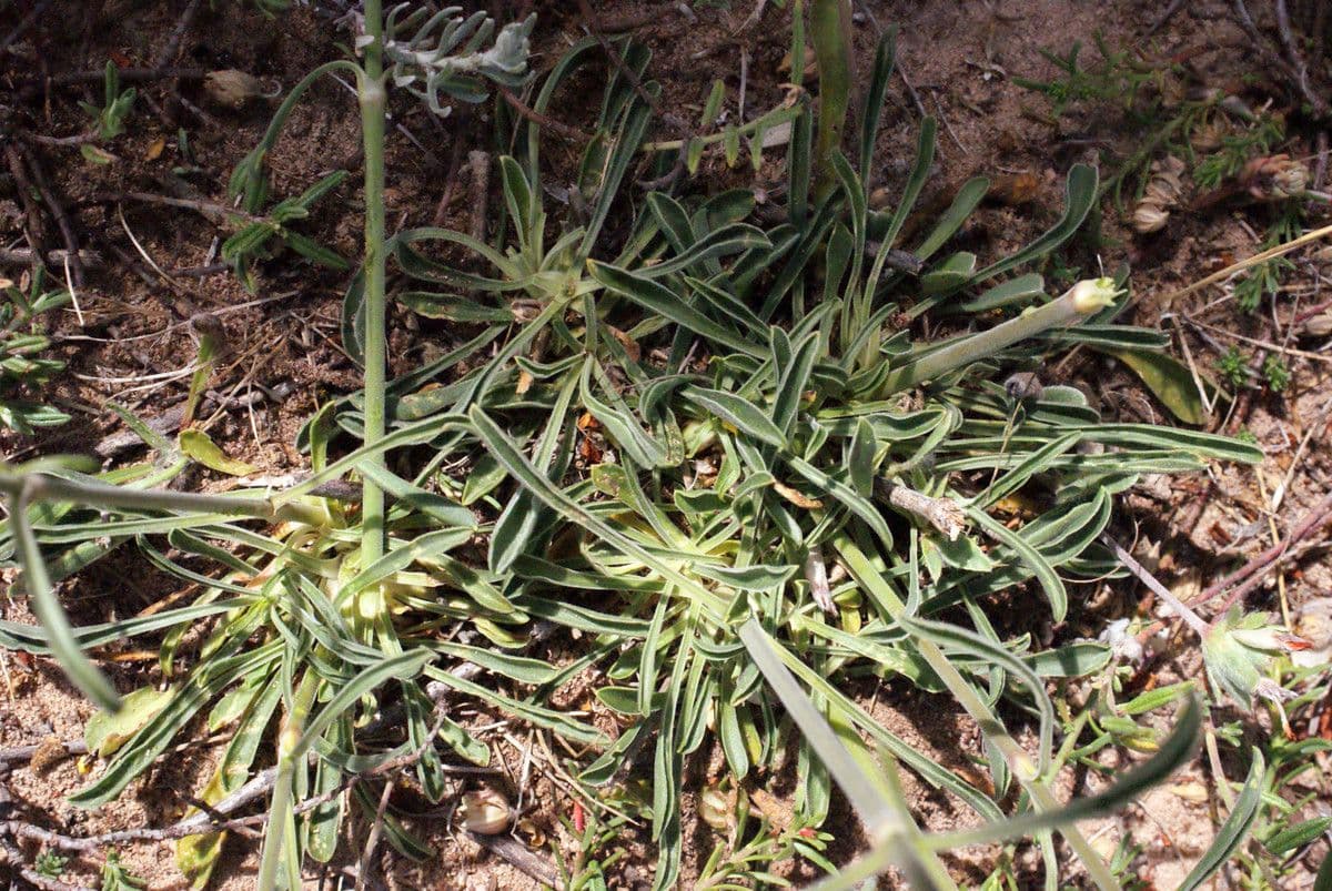 Silene otite 20