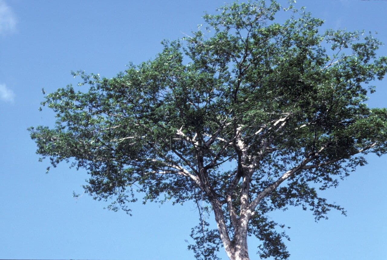 Eperua 9
