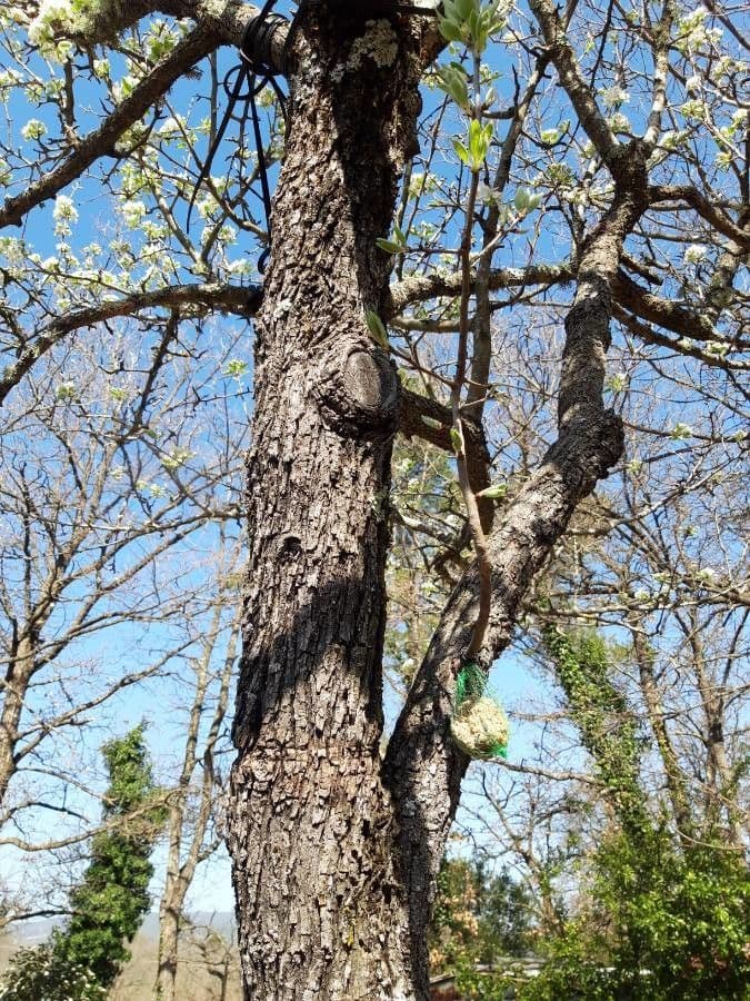 Peral de hoja de almendro 19