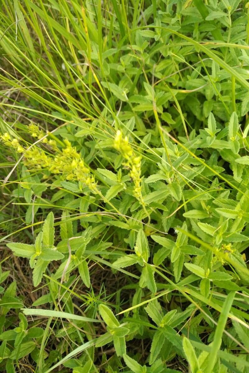 Veronica austriaca 5