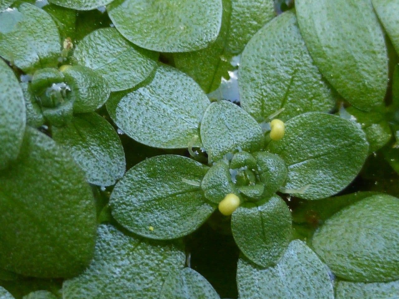 Callitriche brutia 11