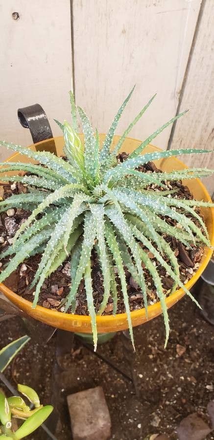Zwerg-Igelaloe 10