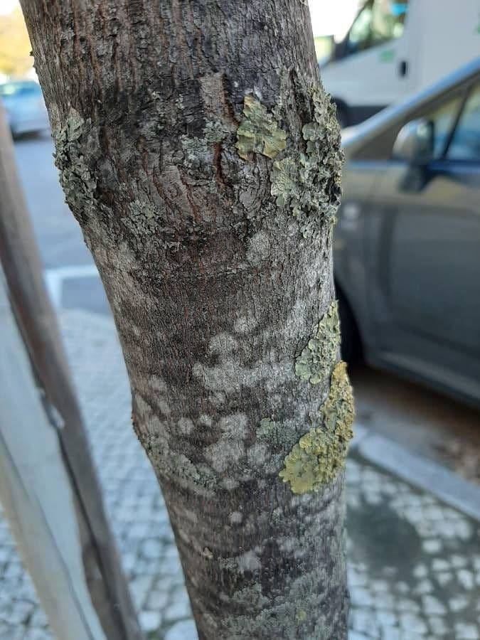 Falso plátano 22