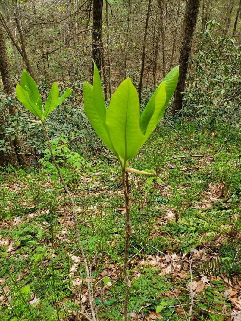 Magnolia a ombrello 11