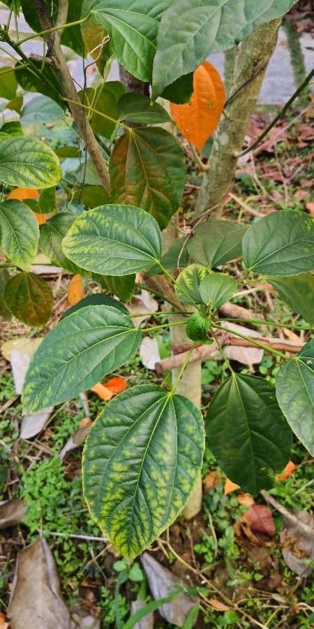 Jatropa 6