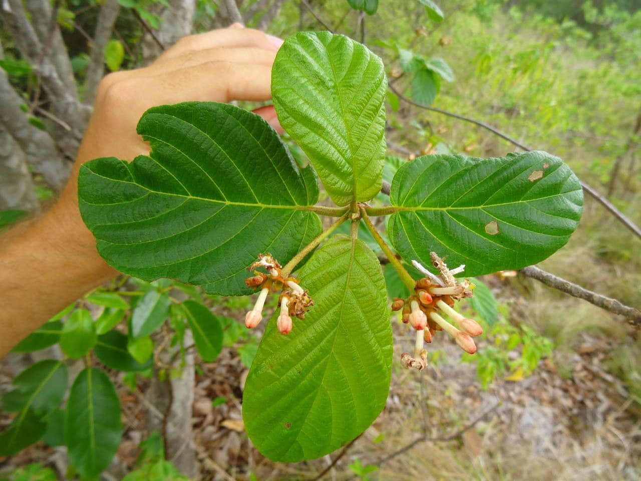 Guettarda scabra 19